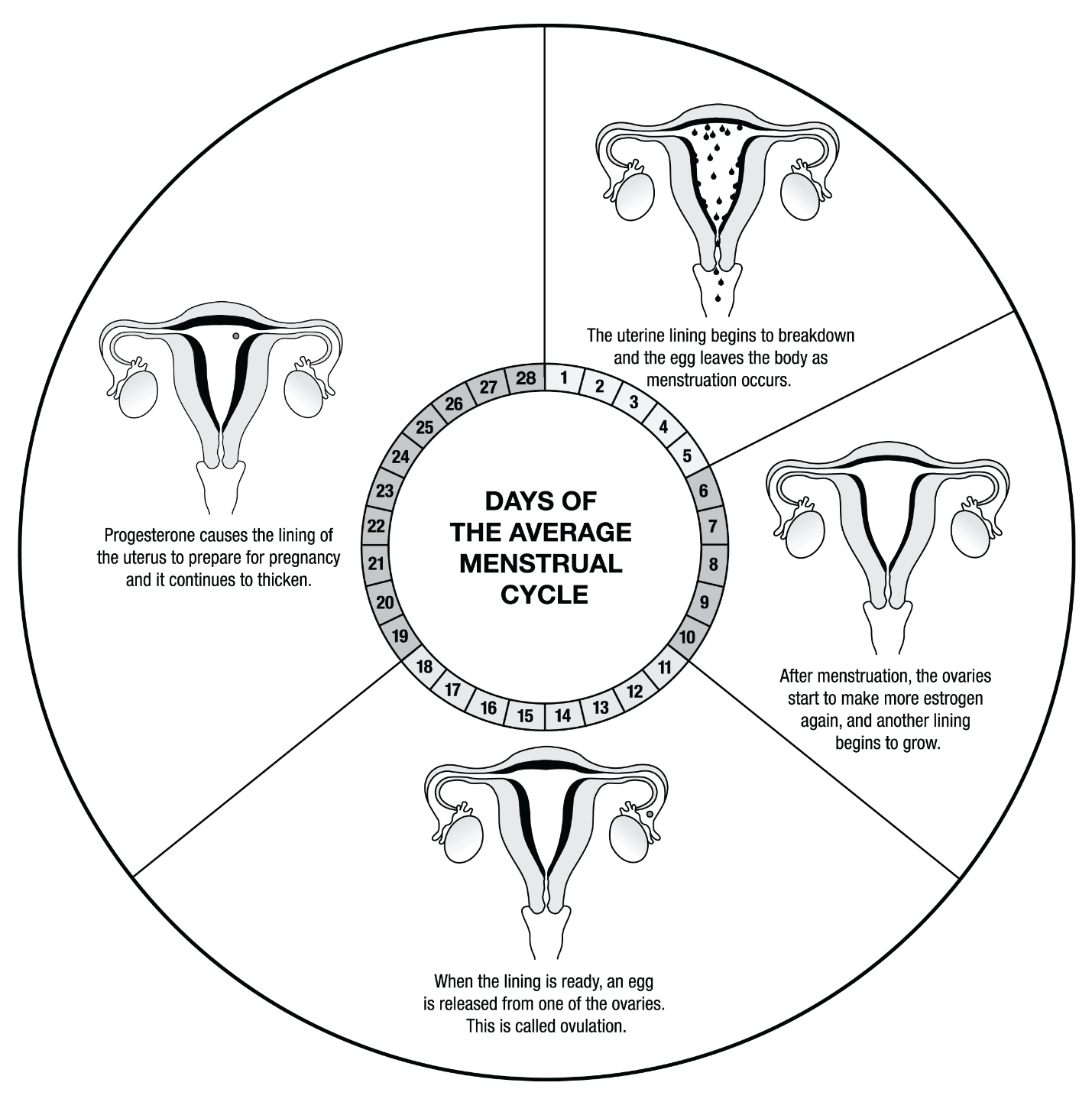 A diagram of the 28 days of the average menstrual cycle divided into 4 phases with each phase including an image of what the internal reproductive system’s internal organs look like during the phases. The first phase is from day 1 to 5 where the uterine lining is beginning to breakdown and the egg is leaving the body as menstruation occurs. The second phase is from day 6 to 10 where after menstruation the ovaries start to make more estrogen again and another lining begins to grow
