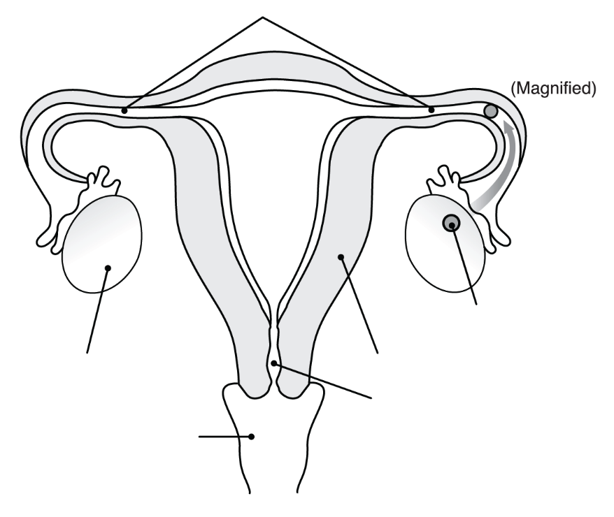 A visual representation of the internal reproductive system with unlabelled internal organs