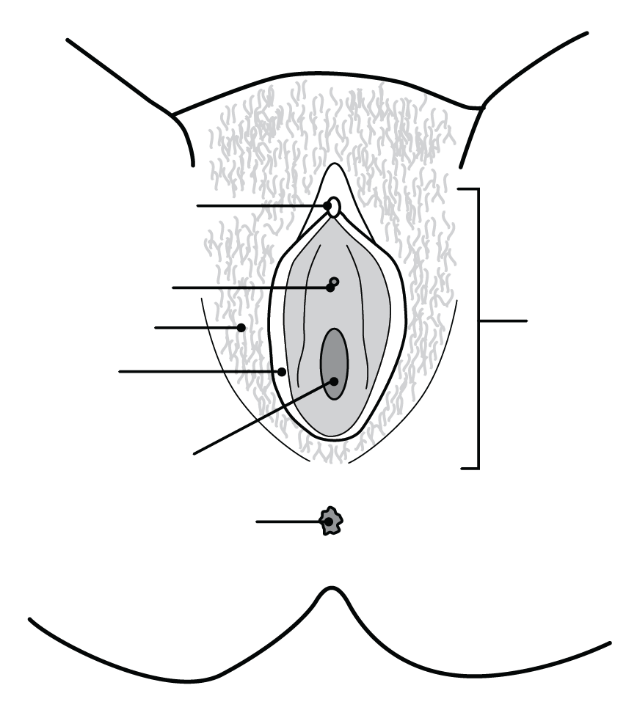 A visual representation of the internal reproductive system with unlabelled external organs