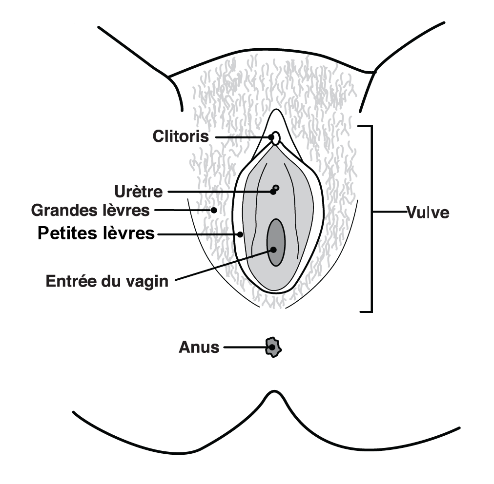 Une représentation visuelle de l'appareil reproducteur interne avec des organes externes identifiés