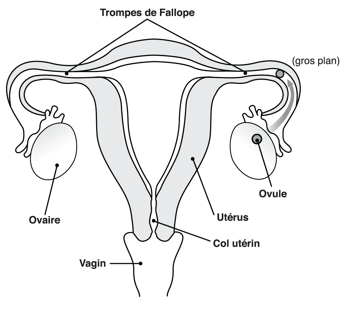 Une représentation visuelle de l'appareil reproducteur interne avec des organes internes identifiés