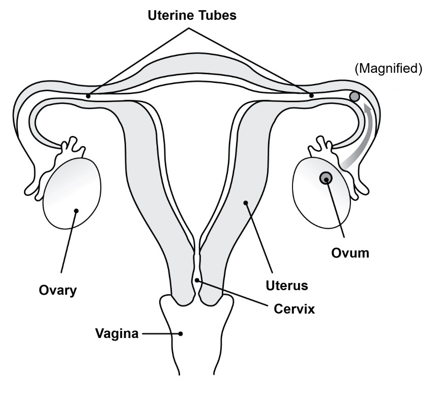 A visual representation of the internal reproductive system with labelled internal organs