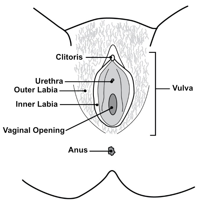 A visual representation of the internal reproductive system with labelled external organs
