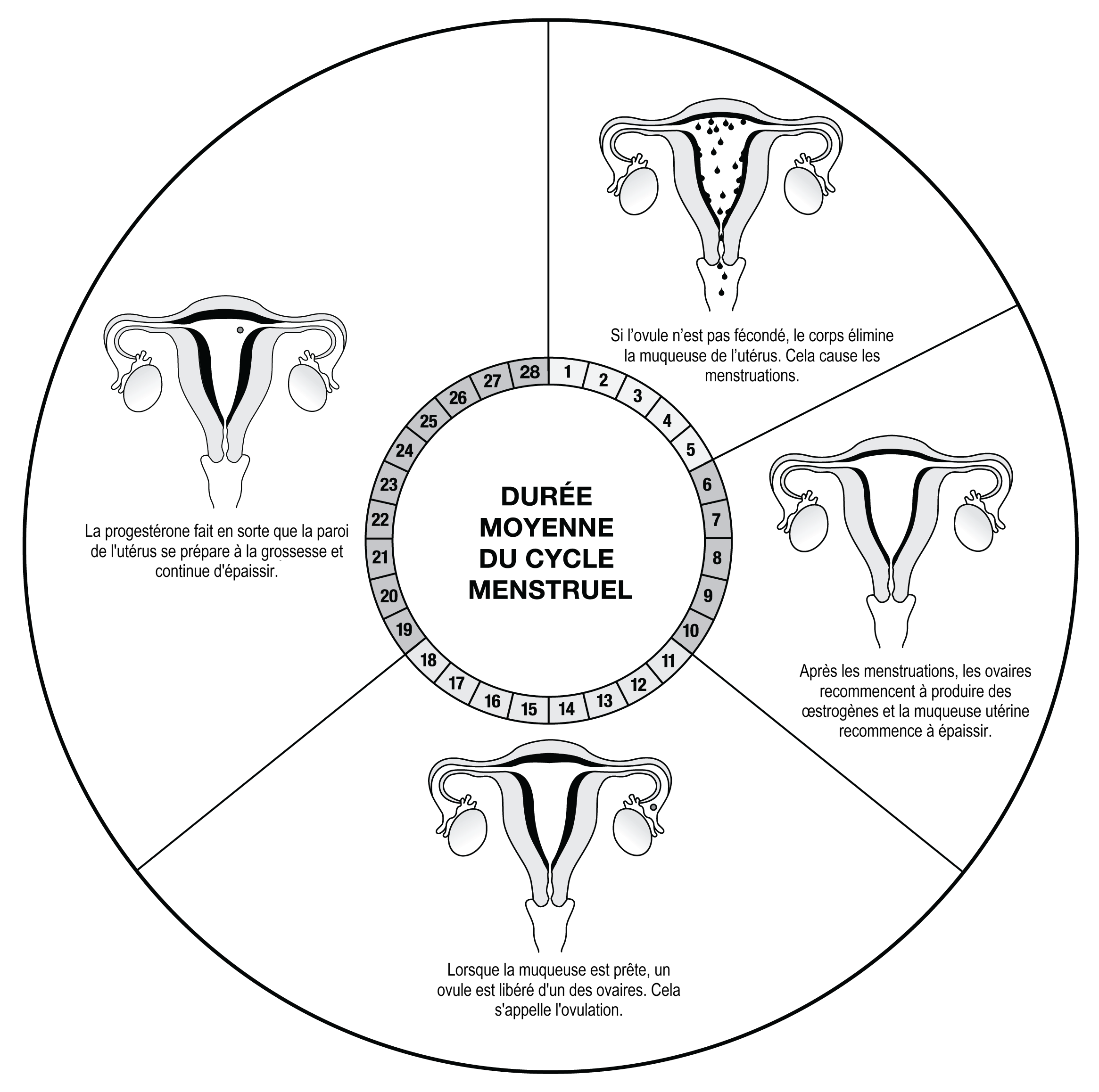 Une représentation visuelle du cycle menstruel